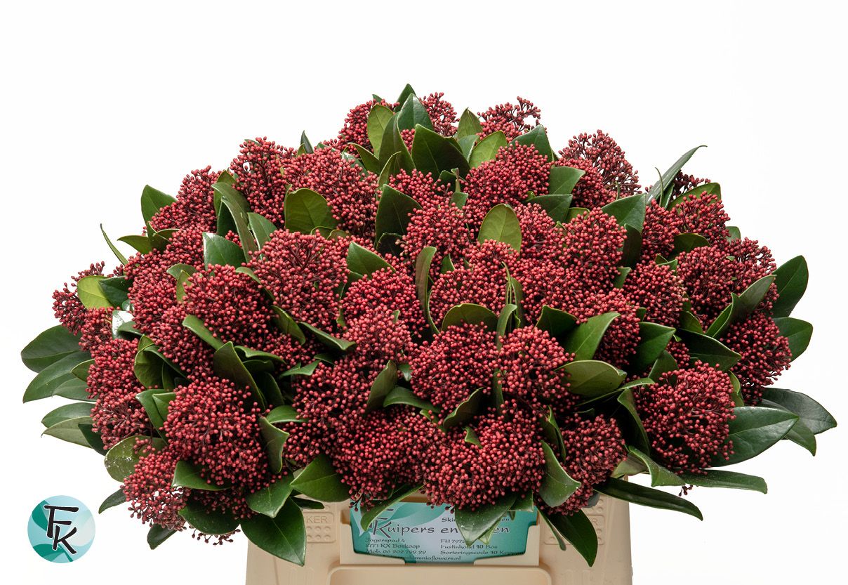 Skimmia Rubella